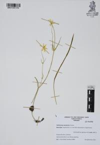 Calochortus venustulus image